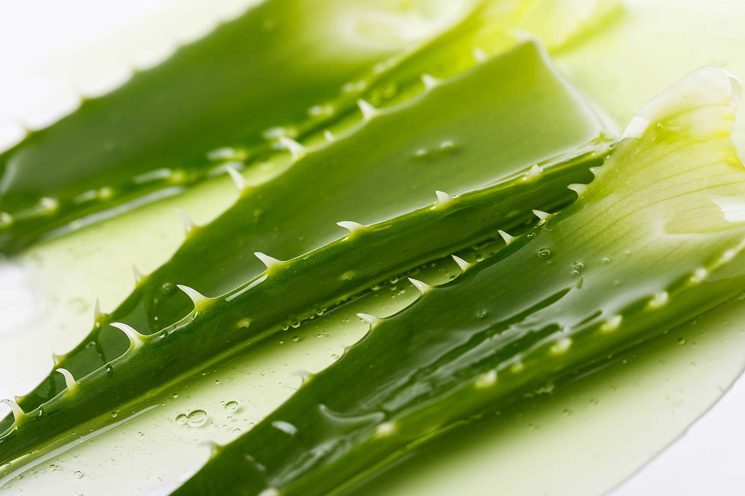 Aloe vera – plantă miraculoasă pentru sănătate