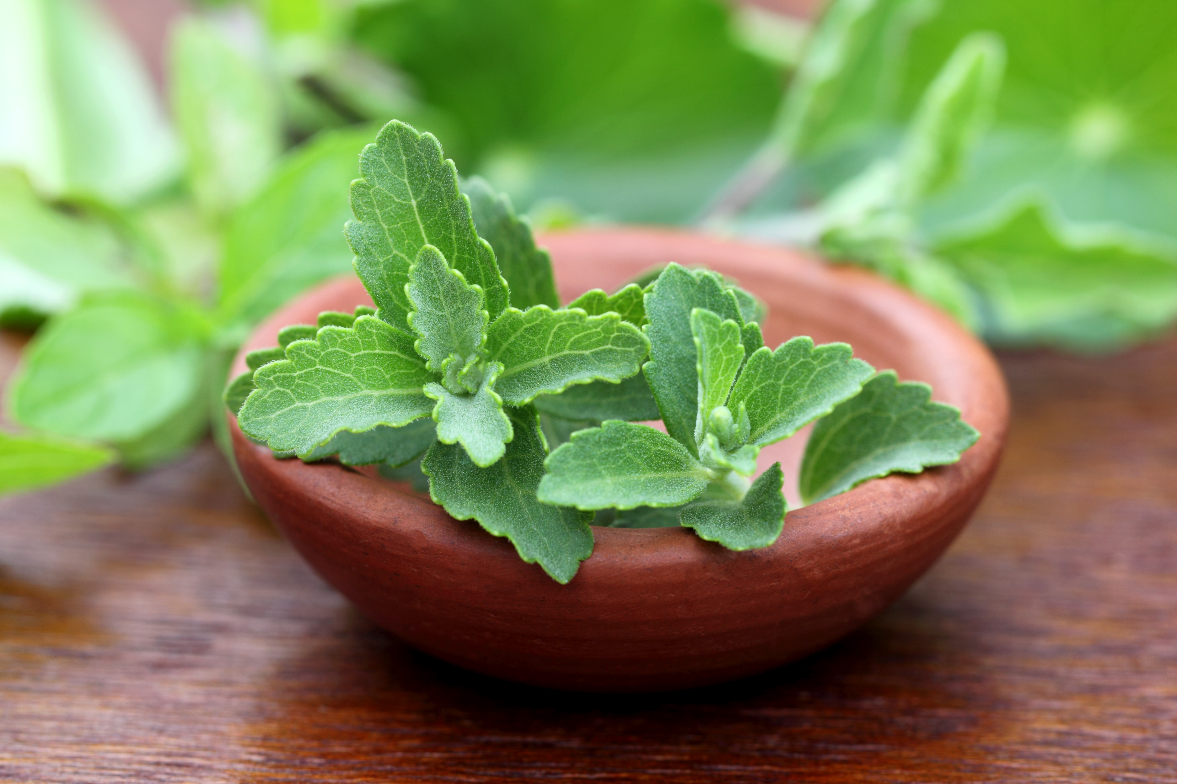 Beneficiile zahărului de stevia și rețete pentru un stil de viață sănătos
