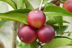 Fructele exotice pot ajuta la combaterea obezității