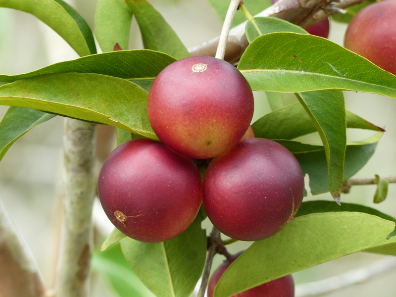 Fructele exotice pot ajuta la combaterea obezitatii