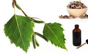 Image result for mesteacan