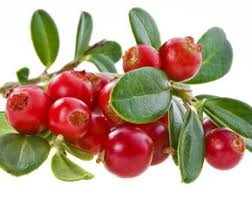 Image result for Merisoare