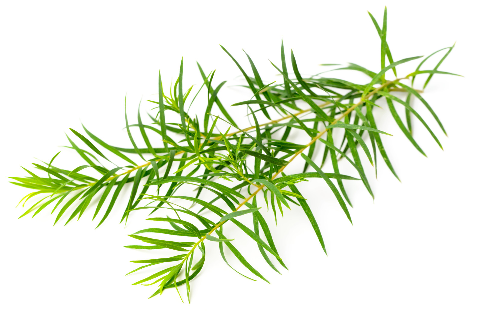 Image result for tea tree