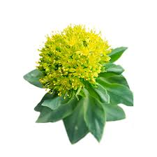 Image result for rhodiola