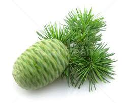 Image result for cedru alb