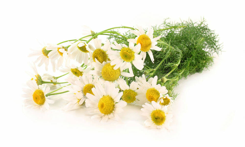 Image result for musetel