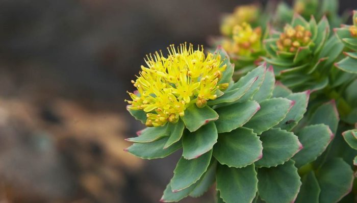 Image result for rhodiola