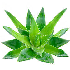 Image result for aloe vera