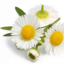 Image result for musetel