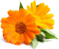 Image result for galbenele