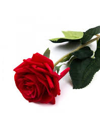 Image result for trandafir