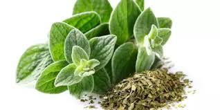 Image result for oregano
