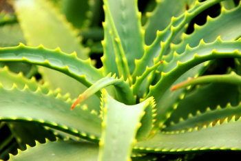 Aloe-Vera-Benefits.png