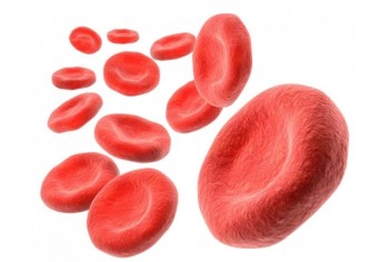 Hemoglobin-1.jpg