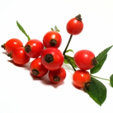 Image result for macese