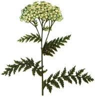 Image result for coada soricelului