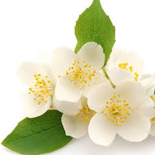 Image result for iasomie