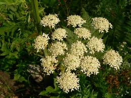 Image result for branca ursului