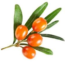 Image result for catina