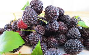 Image result for mur salbatic