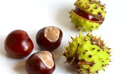 Image result for castan salbatic